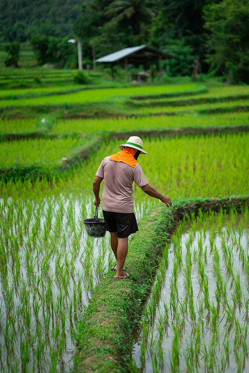 Agricultor caminando por un arrozal verde