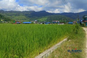 Arrozal verde en plena producción junto a un canal de riego, con una comunidad rural y colinas al fondo