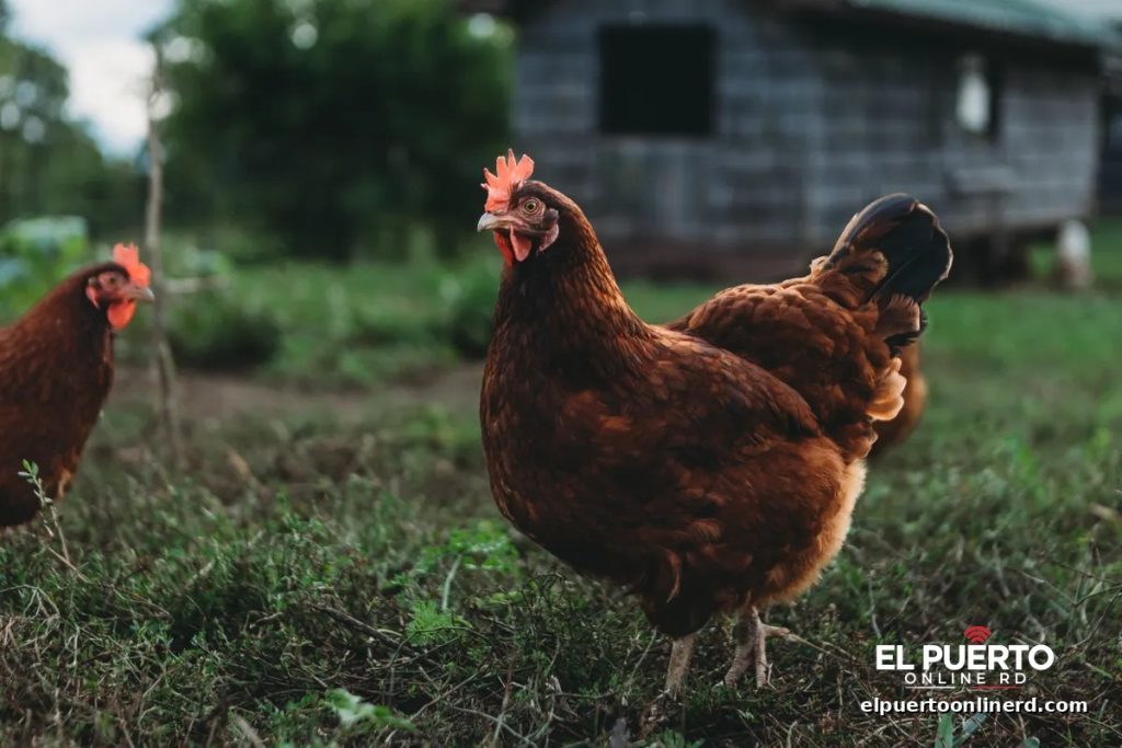 Dos gallinas marrones en una granja, con un gallinero de madera al fondo entre la vegetación.