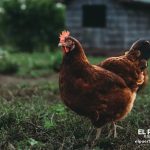 Las importaciones de pollo suben 45 % en República Dominicana y los avicultores piden suspender los permisos de Estados Unidos