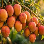 El mango dominicano va por un año récord: proyectan exportar 10 millones de cajas en 2026